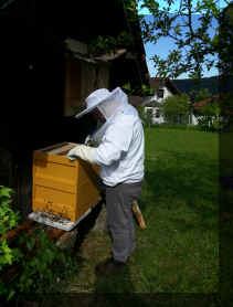 Bienenstock